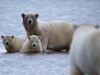 31F2979c  Polar Bear (Ursus maritimus) - female with two cubs confronted by a male