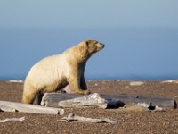 31F3140c  Polar Bear (Ursus maritimus)