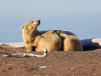 31F3225c  Polar Bear (Ursus maritimus) - female with two cubs