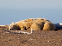 31F3231c  Polar Bear (Ursus maritimus) - female with two cubs