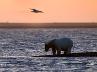 31F3241c  Polar Bear (Ursus maritimus)