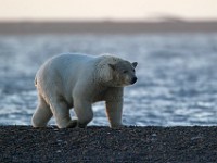 31F3248c  Polar Bear (Ursus maritimus)