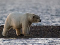 31F3254c  Polar Bear (Ursus maritimus)