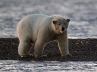 31F3255c  Polar Bear (Ursus maritimus)