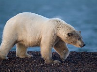 31F3285c  Polar Bear (Ursus maritimus)