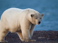 31F3292c  Polar Bear (Ursus maritimus)