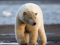 31F3297c  Polar Bear (Ursus maritimus)