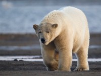 31F3300c  Polar Bear (Ursus maritimus)