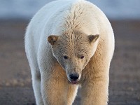 31F3317c  Polar Bear (Ursus maritimus)