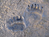 MG 2031c  Polar Bear (Ursus maritimus) paw prints