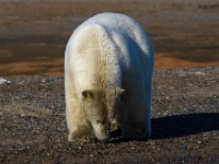 MG 6827c  Polar Bear (Ursus maritimus)