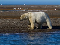 MG 6828c  Polar Bear (Ursus maritimus)