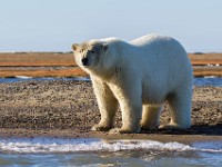 MG 6832c  Polar Bear (Ursus maritimus)