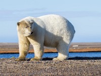 MG 6845c  Polar Bear (Ursus maritimus)