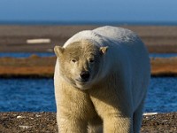 MG 6848c  Polar Bear (Ursus maritimus)