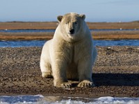 MG 6863c  Polar Bear (Ursus maritimus)