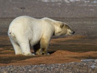 MG 6874c  Polar Bear (Ursus maritimus)