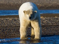 MG 6888c  Polar Bear (Ursus maritimus)