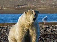 MG 6896c  Polar Bear (Ursus maritimus)