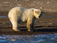 MG 6901c  Polar Bear (Ursus maritimus)