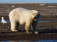 MG 6905c  Polar Bear (Ursus maritimus)