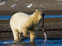 MG 6943c  Polar Bear (Ursus maritimus) with Caribou leg