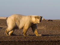 MG 6998c  Polar Bear (Ursus maritimus)