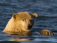 MG 7149c  Polar Bear (Ursus maritimus)