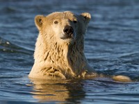 MG 7153c  Polar Bear (Ursus maritimus)