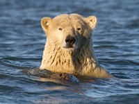 MG 7171c  Polar Bear (Ursus maritimus)