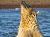 MG 7177c  Polar Bear (Ursus maritimus)