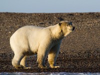 MG 7218c  Polar Bear (Ursus maritimus)