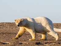 MG 7234c  Polar Bear (Ursus maritimus)