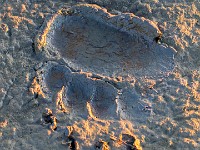 MG 7246c  Polar Bear (Ursus maritimus) paw print