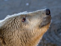 MG 7300c  Polar Bear (Ursus maritimus)