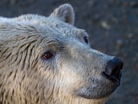 MG 7302c  Polar Bear (Ursus maritimus)