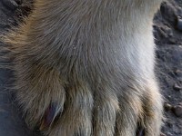 MG 7312c  Polar Bear (Ursus maritimus) paw