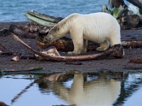 MG 7319c  Polar Bear (Ursus maritimus)