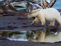 MG 7324c  Polar Bear (Ursus maritimus)