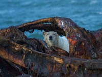 MG 7333c  Polar Bear (Ursus maritimus)