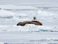 IMG 0365c  Polar Bear and Walruses