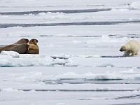 IMG 0384c  Polar Bear and Walruses