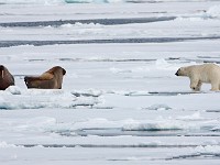 IMG 0385c  Polar Bear and Walruses