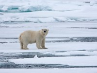 IMG 0435c  Polar Bear (Ursus maritimus)