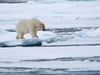 IMG 0438c  Polar Bear (Ursus maritimus)