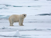 IMG 0443c  Polar Bear (Ursus maritimus)