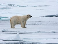 IMG 0444c  Polar Bear (Ursus maritimus)