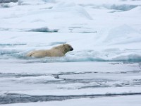 IMG 0446c  Polar Bear (Ursus maritimus)