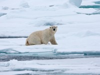 IMG 0449c  Polar Bear (Ursus maritimus)