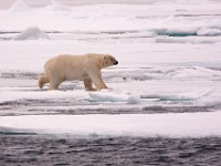 IMG 0453c  Polar Bear (Ursus maritimus)